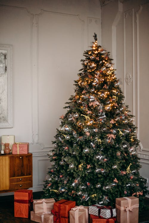 Imagine de stoc gratuită din acasă, arbore, brad de crăciun