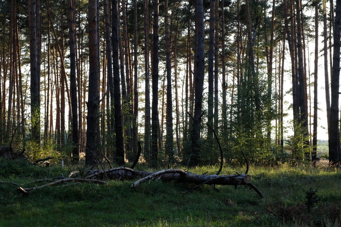 Serene Forest Landscape with Tall Pine Trees · Free Stock Photo