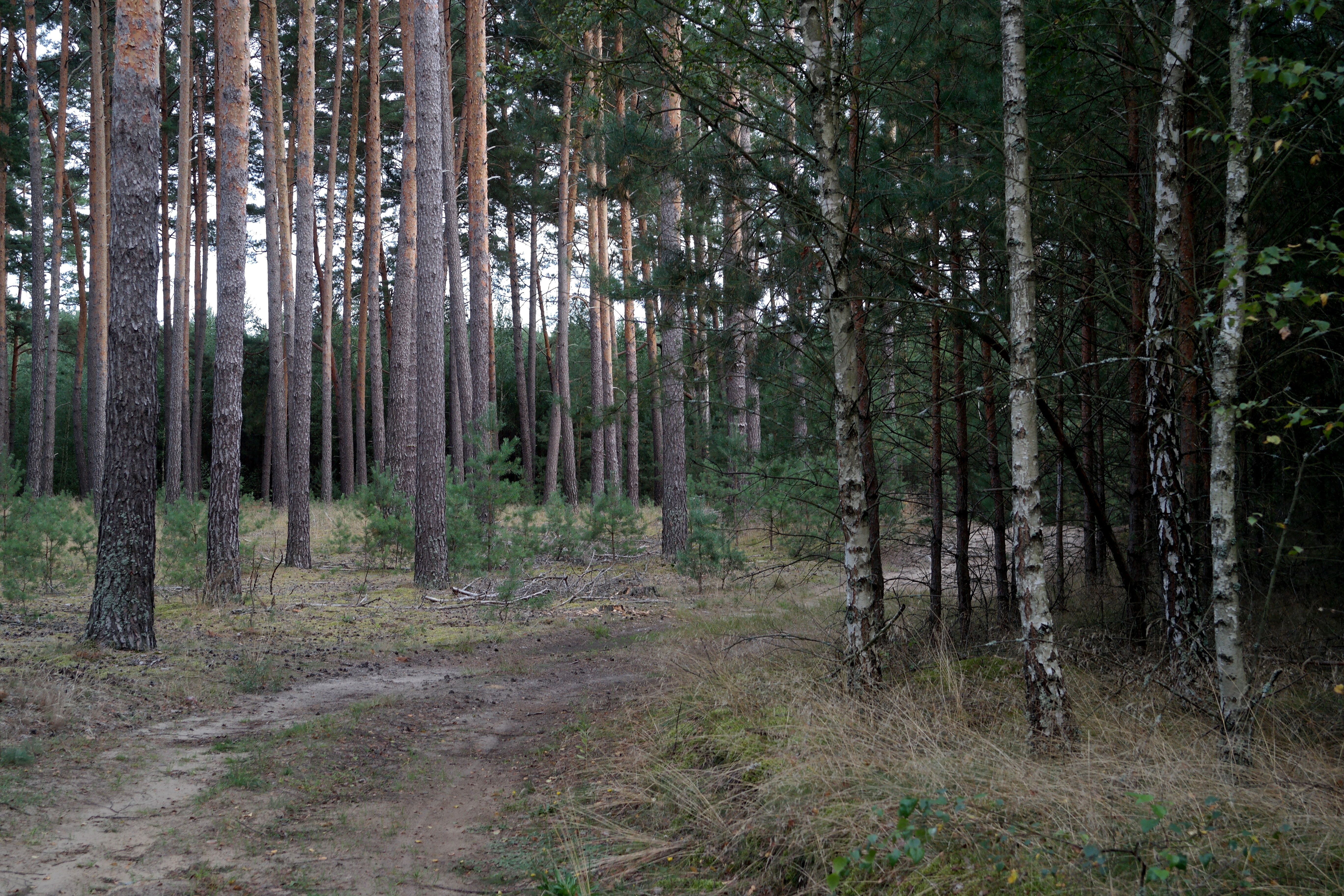 Serene Forest Landscape with Tall Pine Trees · Free Stock Photo