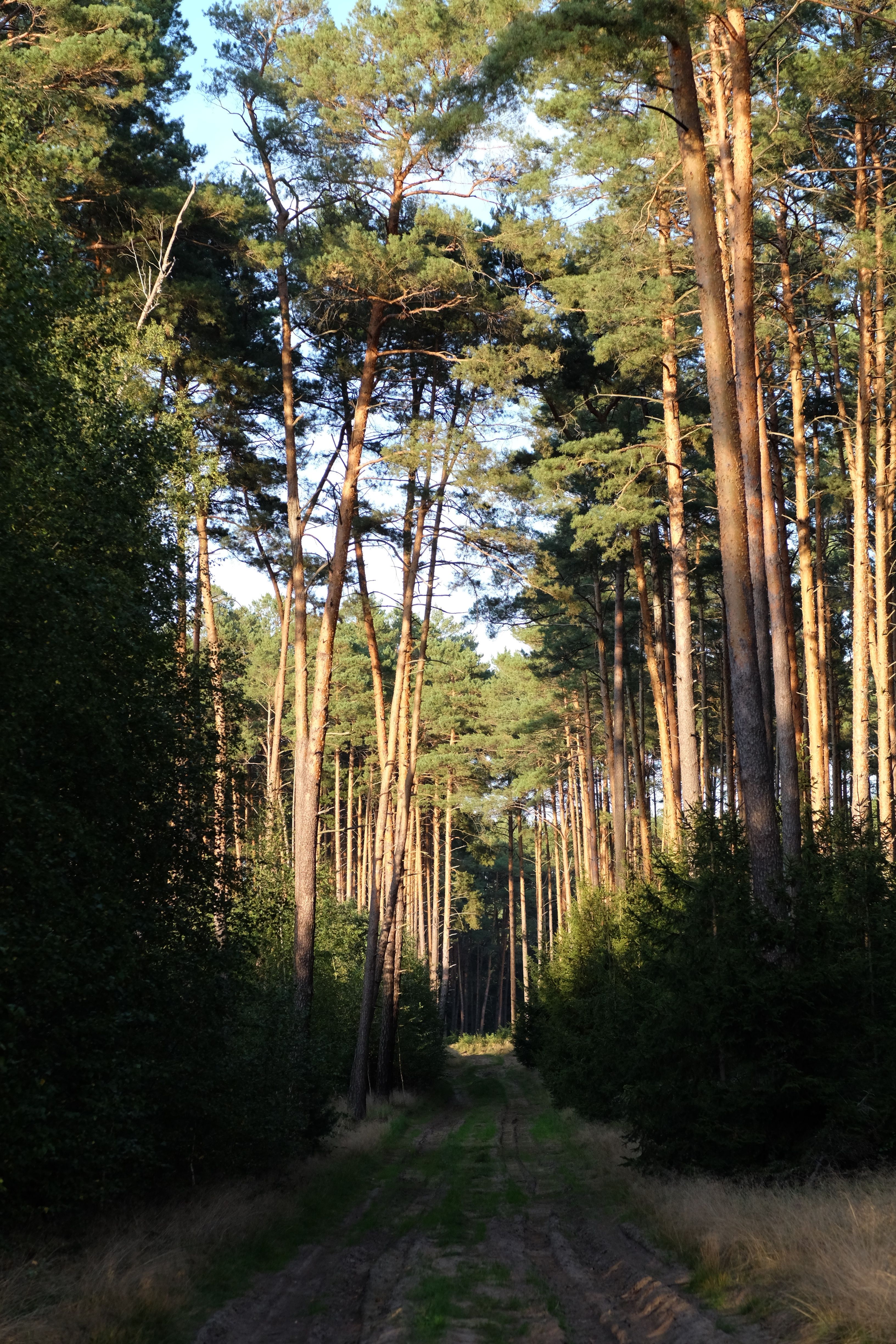 Serene Pine Forest Path in Sunlight · Free Stock Photo