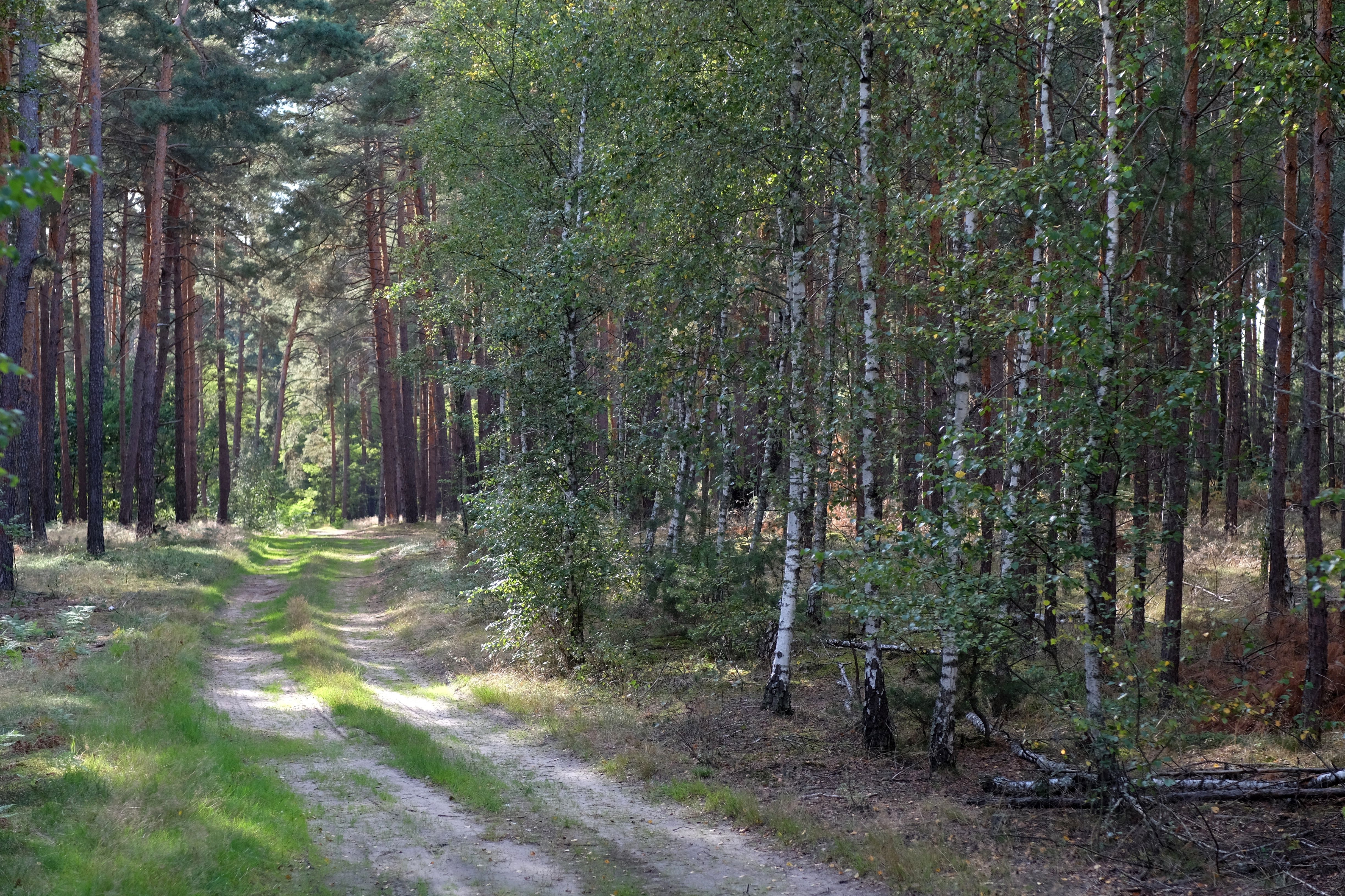 Serene Forest Path in Sunlit Woodland · Free Stock Photo