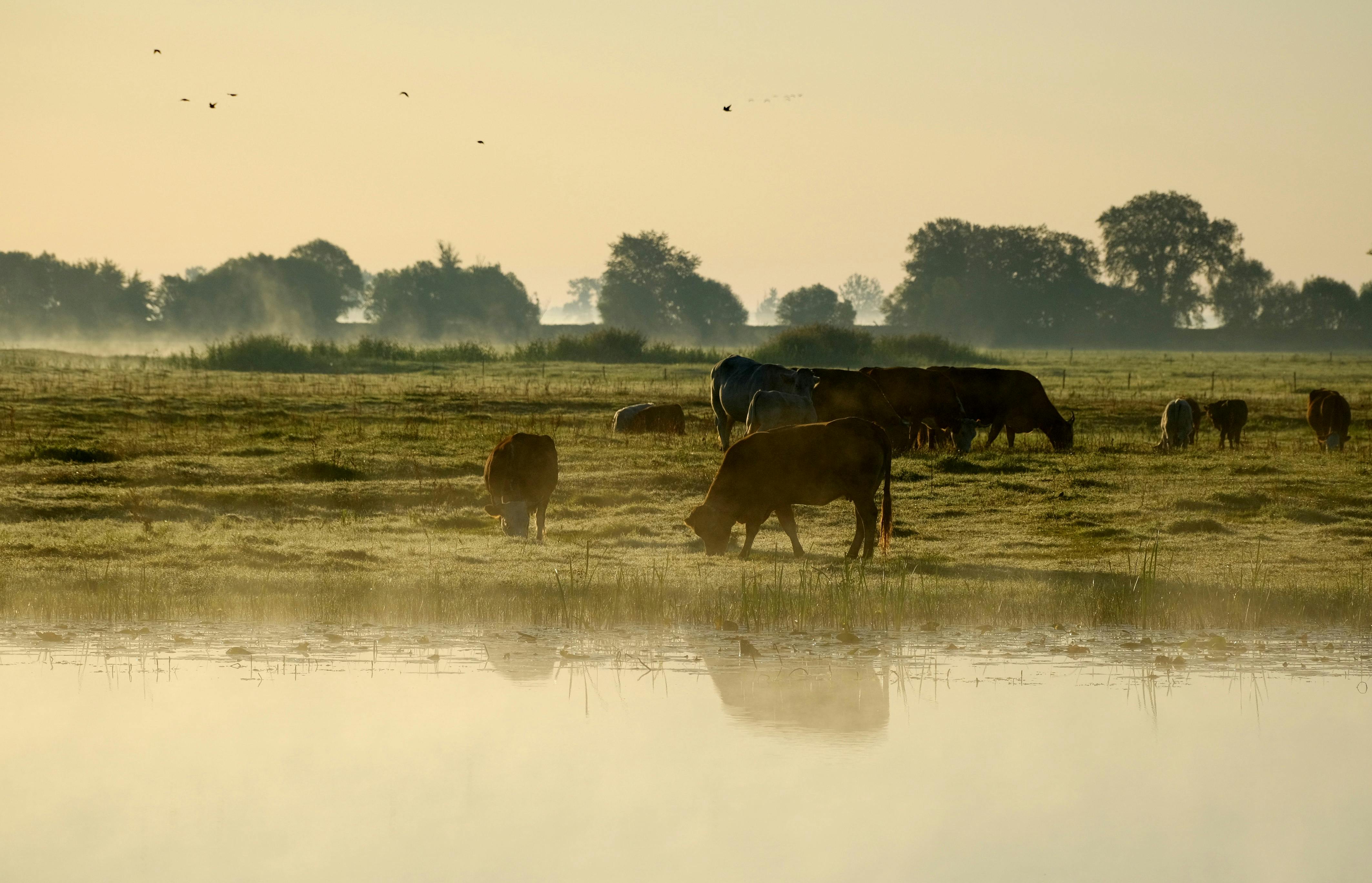 NASC proposes Animal Health Supplement Act for regulatory clarity — Photo by Roman Biernacki on Pexels