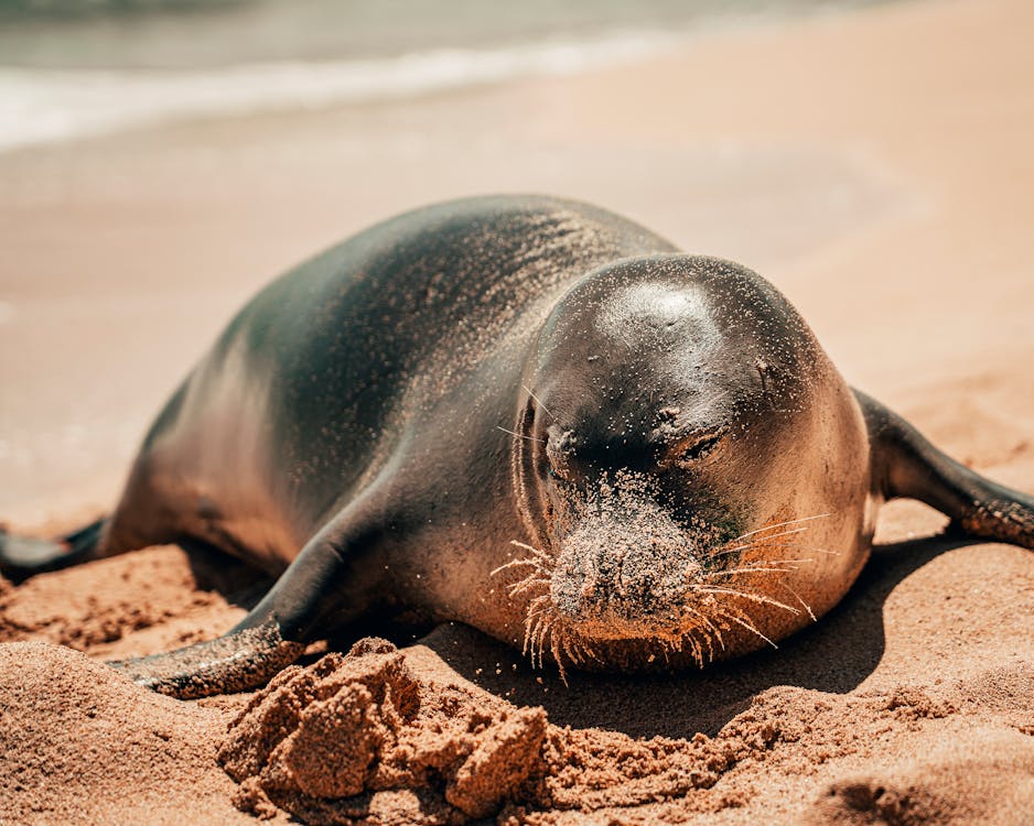 Photo of Sea Lion on Sand