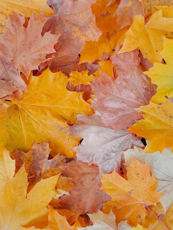 Vibrant Autumn Leaves in Natural Setting · Free Stock Photo