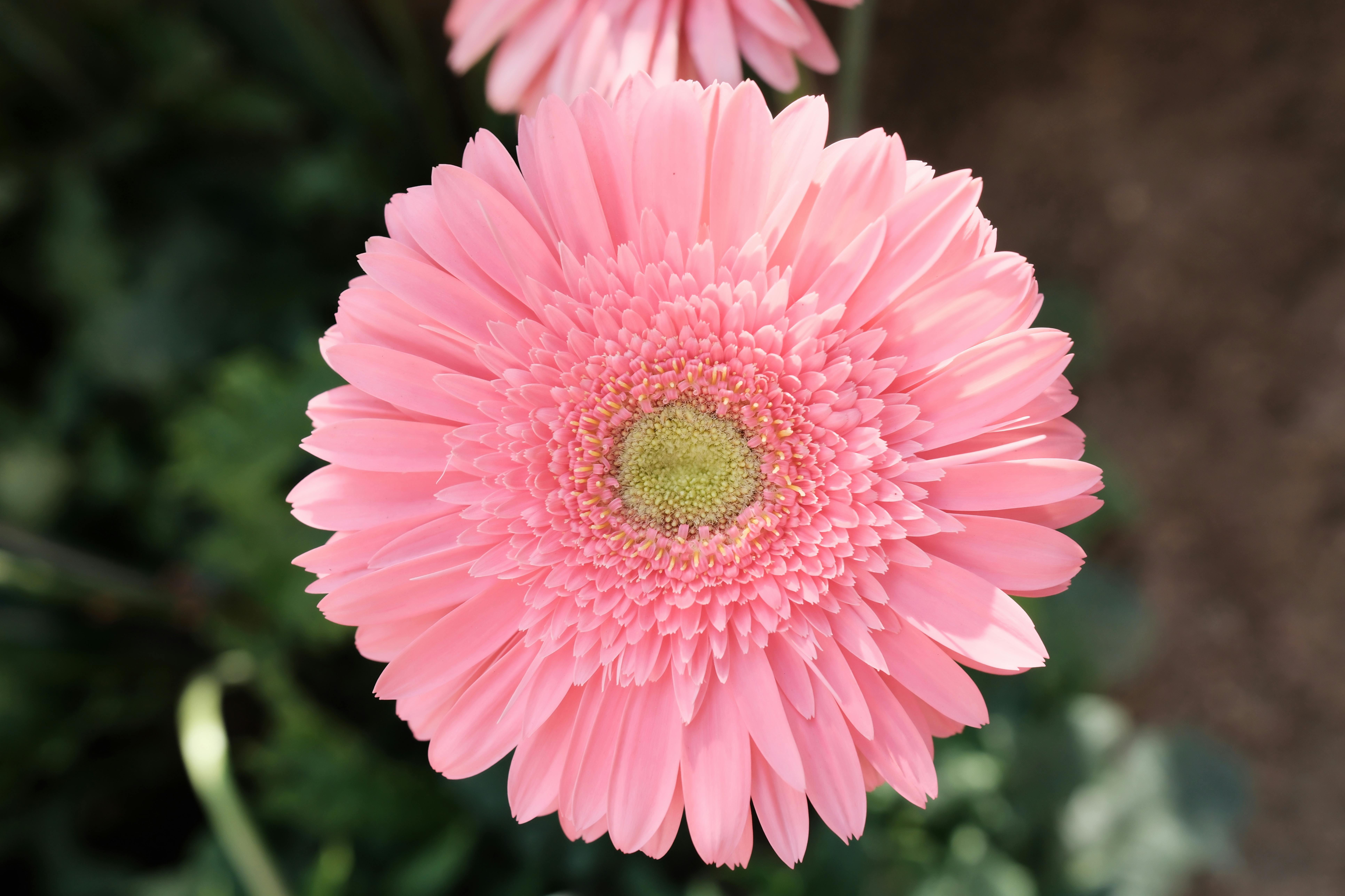 Secret Gardening Hacks to Boost Your Blooming Season