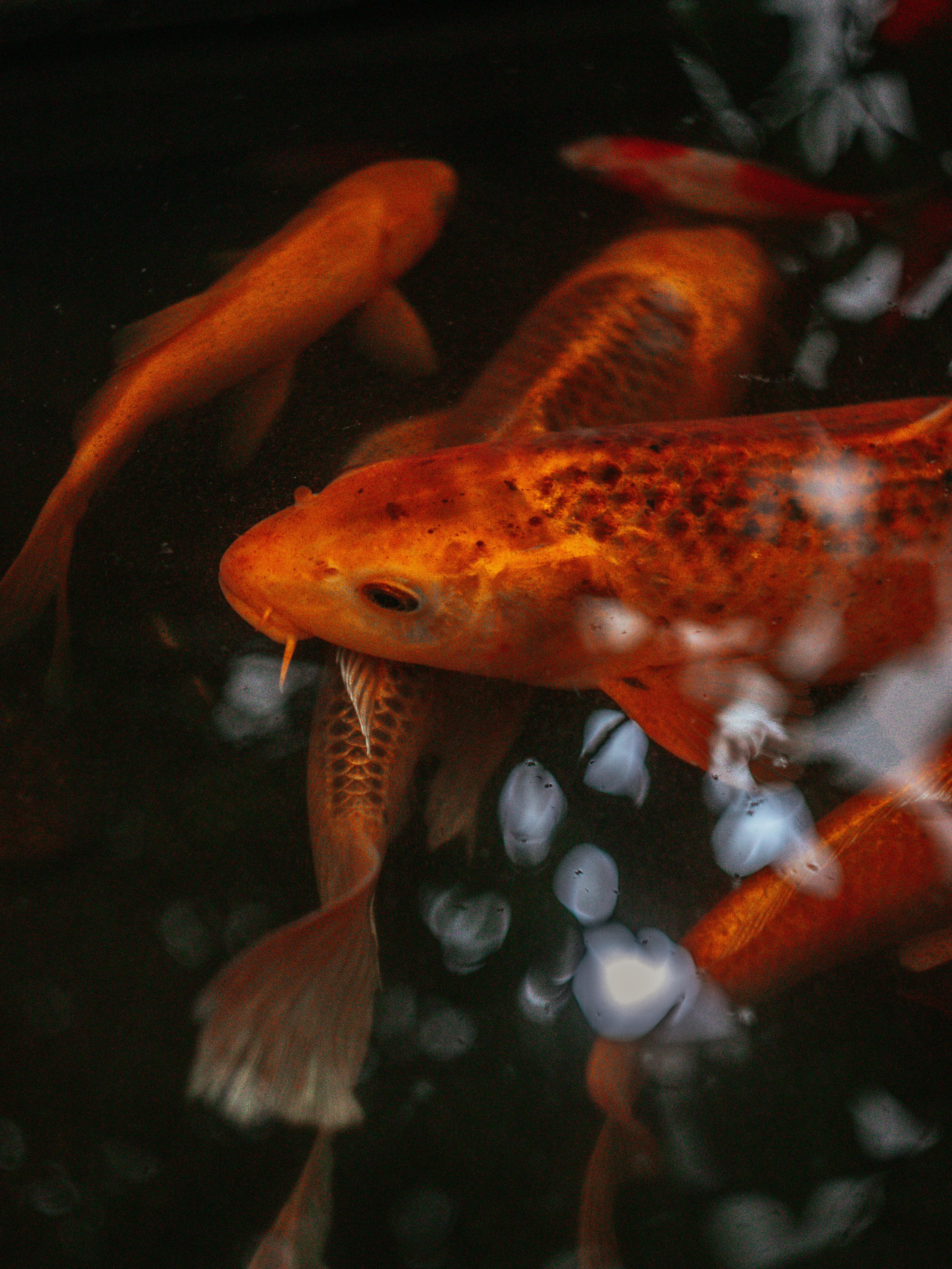 Close-up of colorful koi fish gracefully swimming in a serene pond.