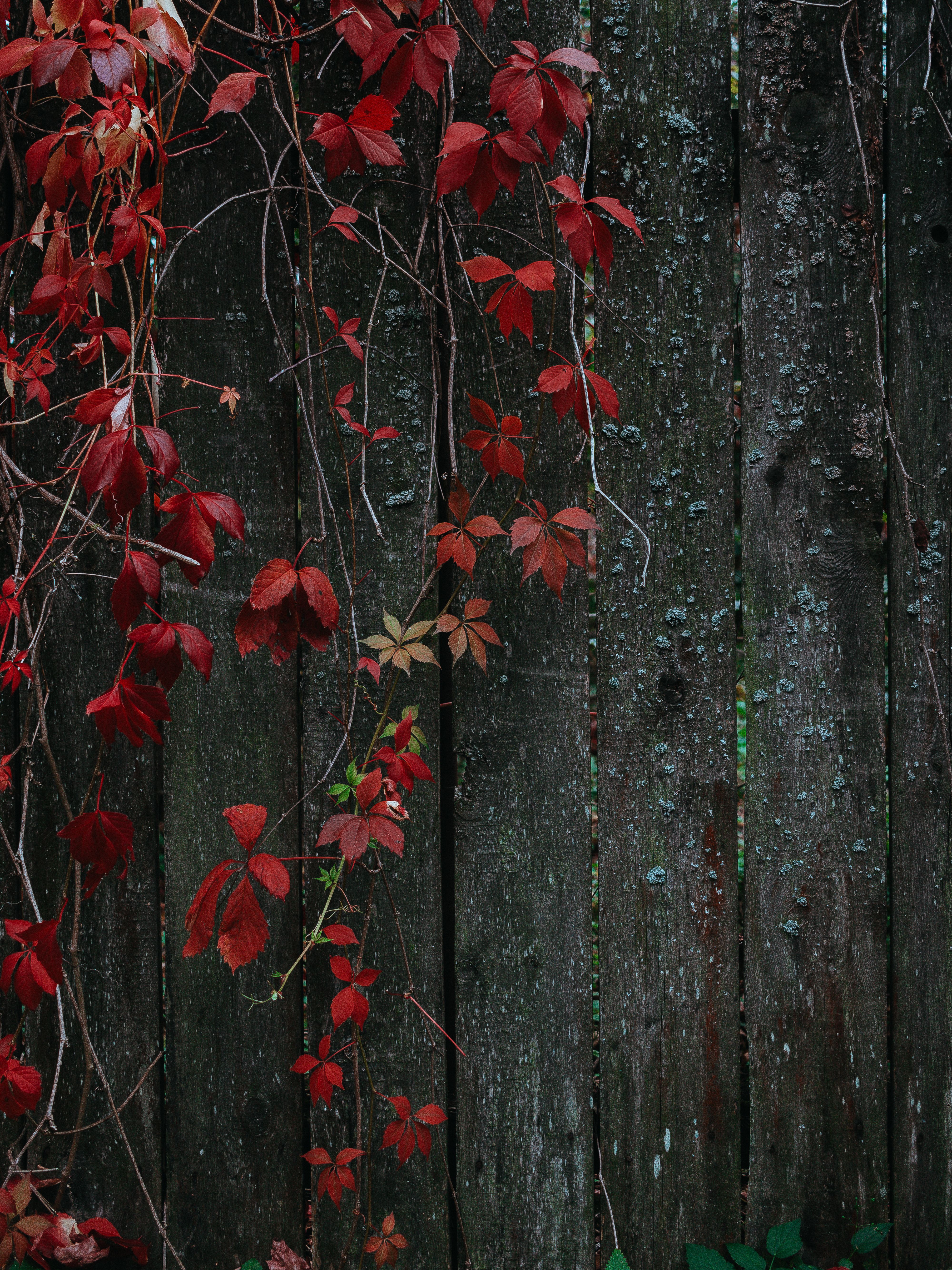 Red autumn leaves drape over a weathered wooden fence, creating a rustic and serene scene.