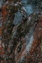 Close-up of Textured Tree Bark with Moss