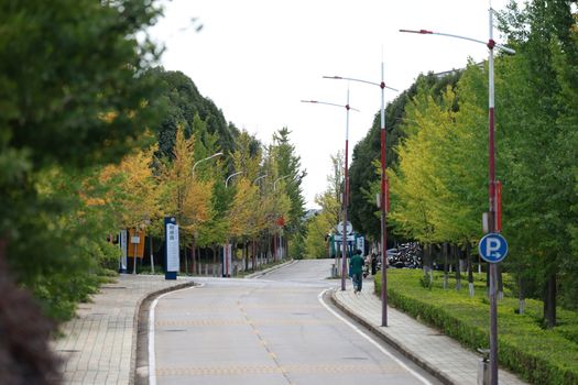 Serene city street view featuring autumn foliage and minimal foot traffic.