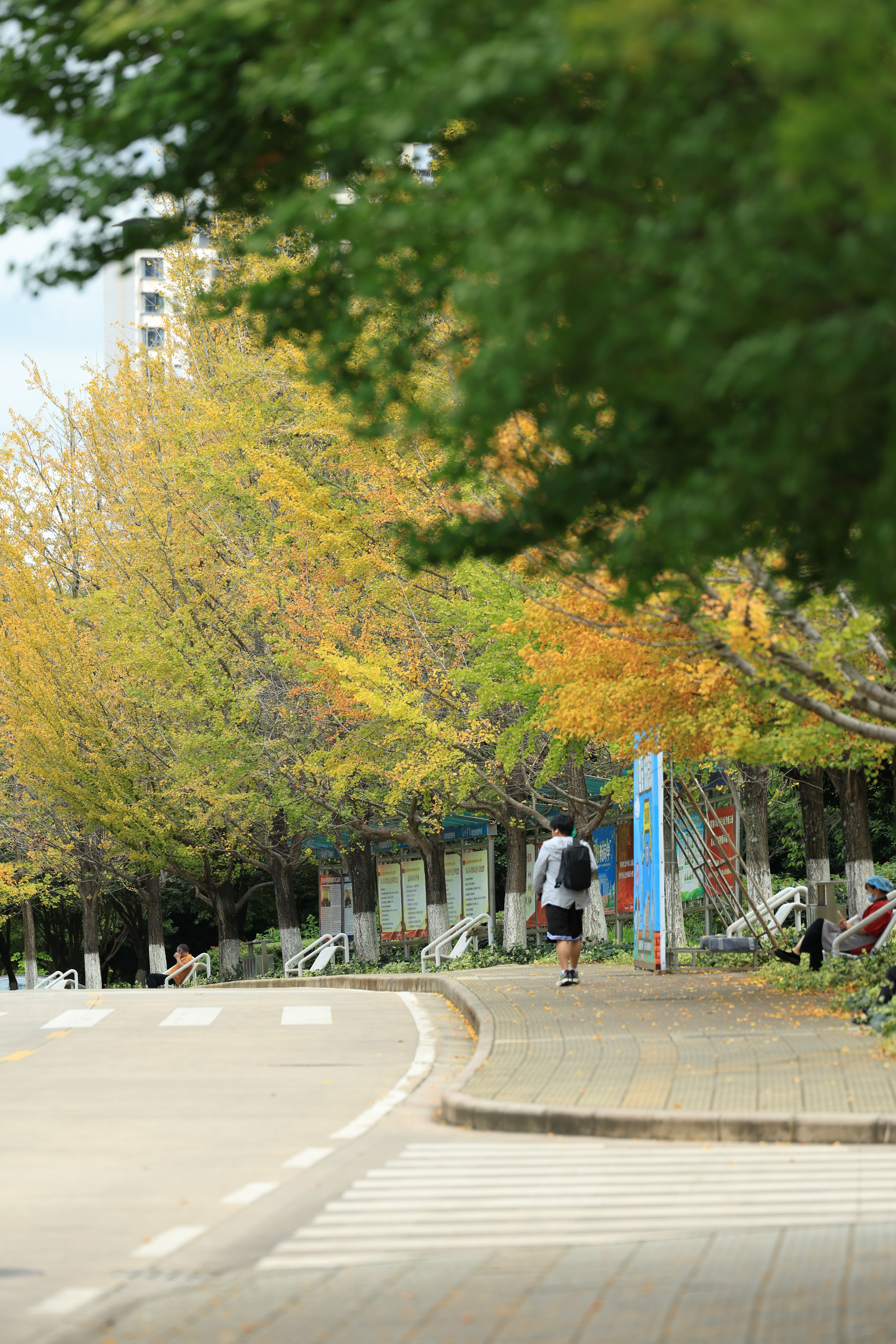 Person Strolling Along Tree-Lined Autumn Pathway · Free Stock Photo