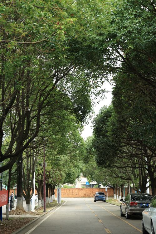 Free Peaceful urban street lined with lush green trees, cars parked along the roadside. Stock Photo