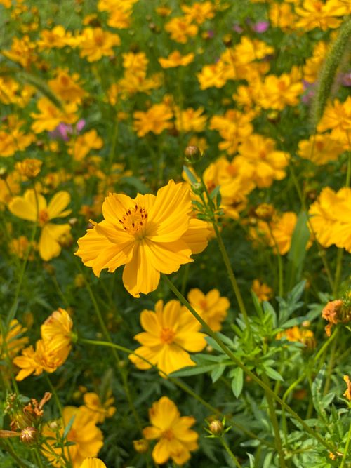 Free Bright yellow cosmos flowers in full bloom under daylight create a vivid summer scene. Stock Photo