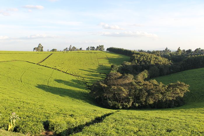 Tea plantation, East African highlands