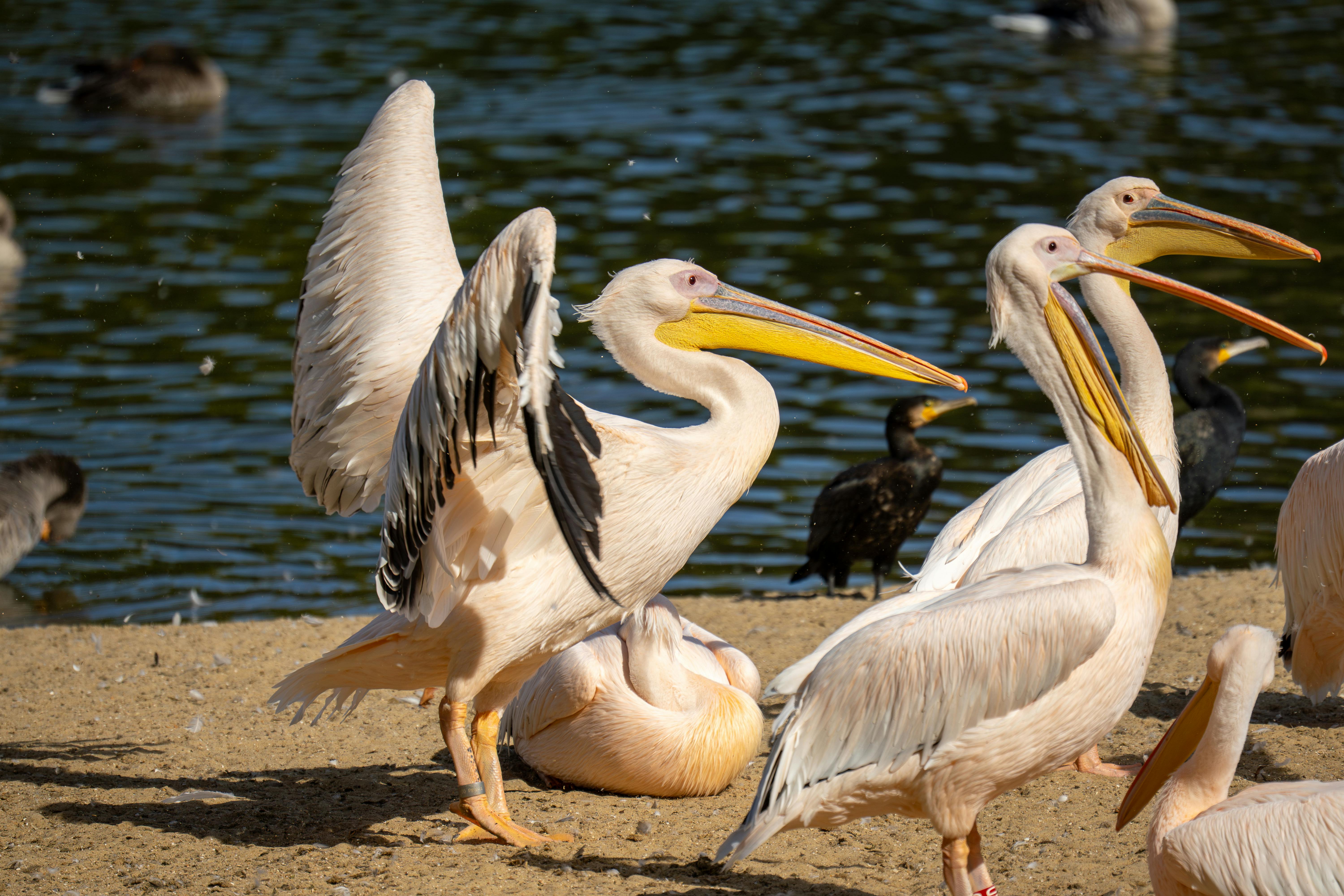 Viral Content Tips for Influencers: Boost Your Reach and Engagement