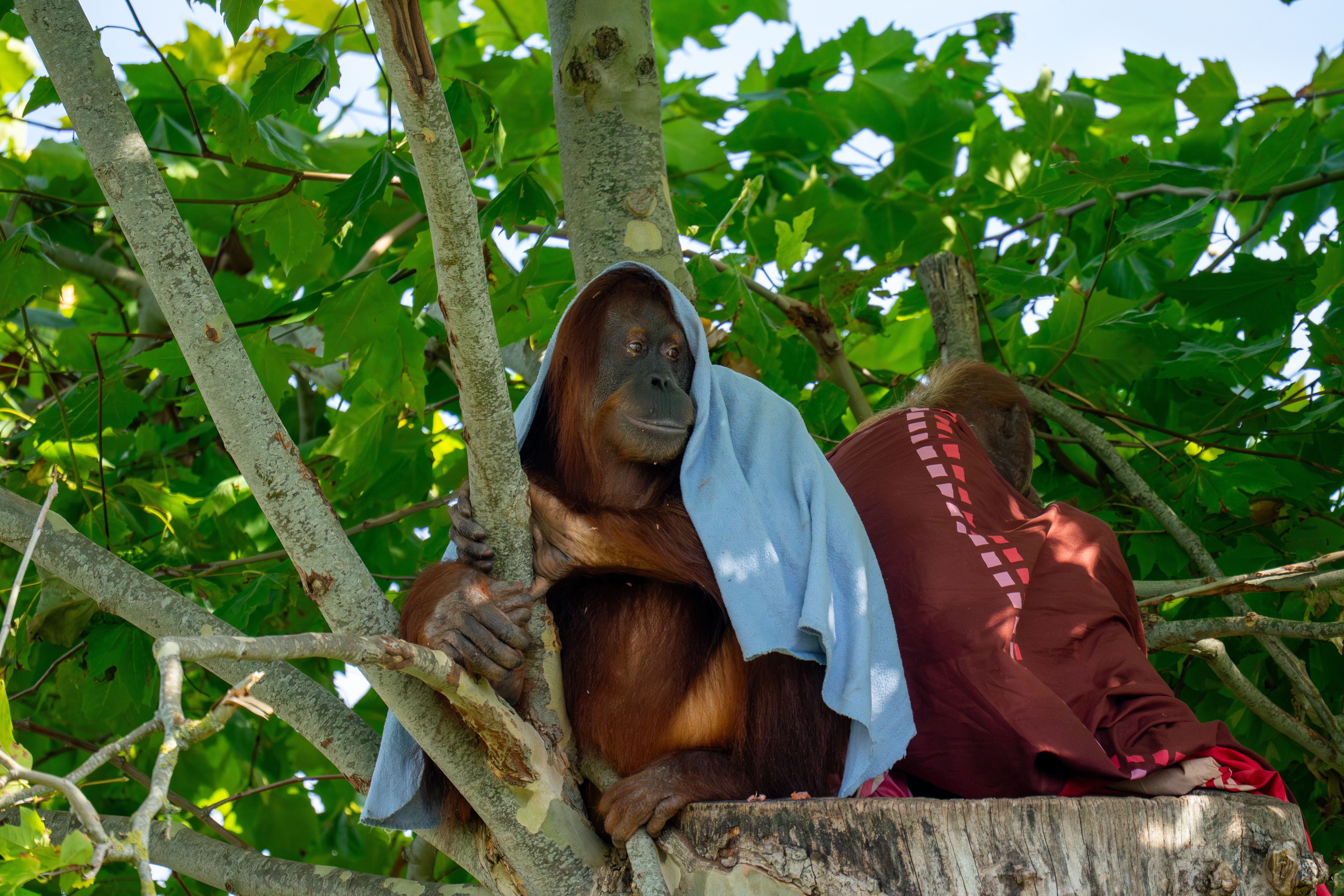 trekking melihat orangutan di Bukit Lawang