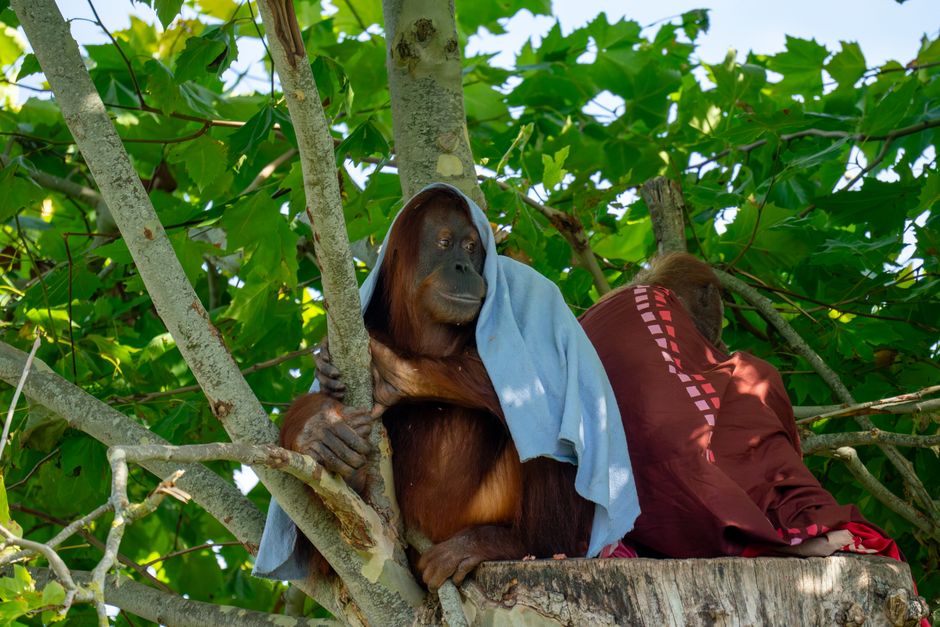 trekking melihat orangutan di Bukit Lawang