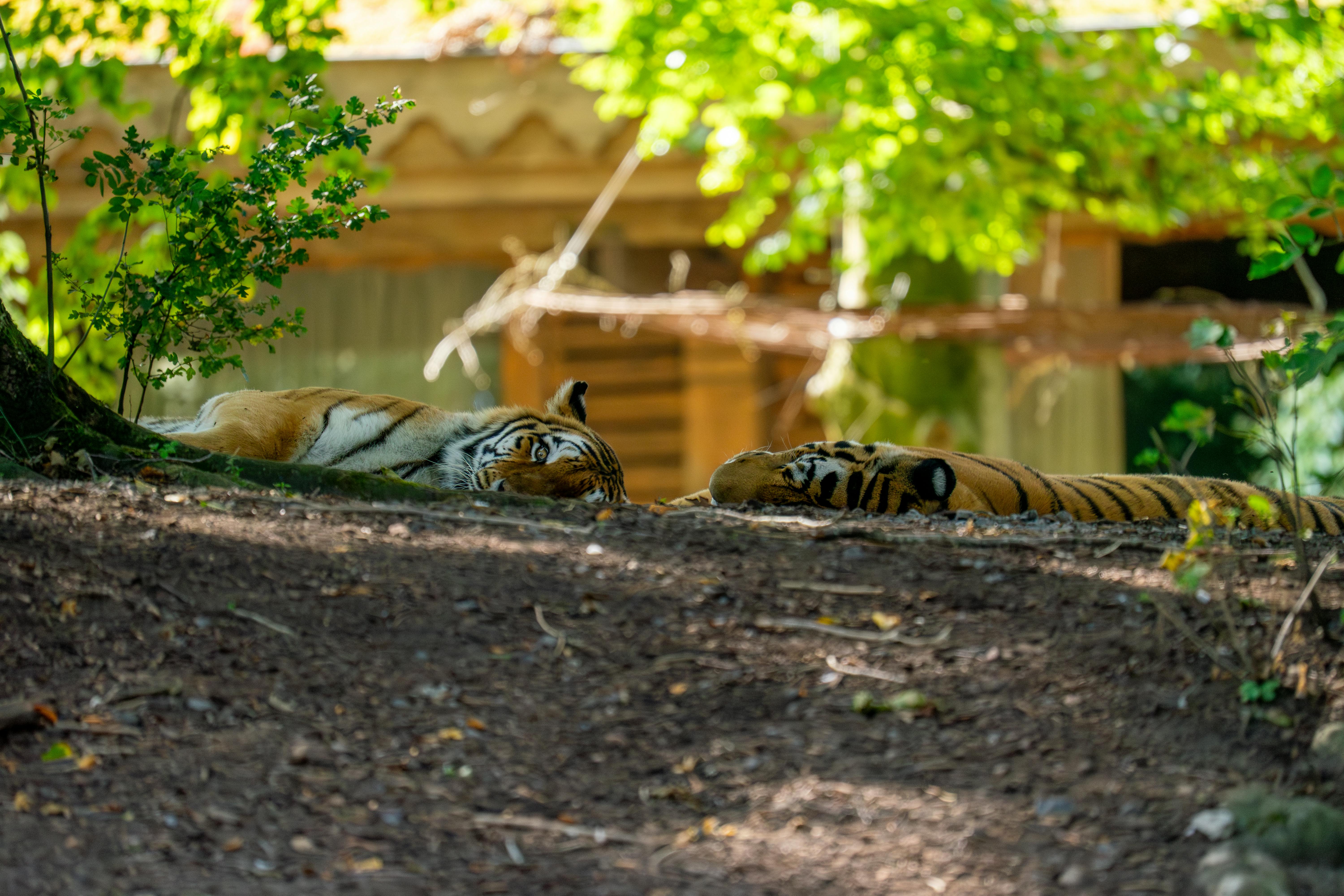 Surprising Links Between Enchantments and Mystical Creatures