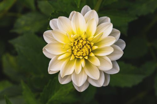 Free A vibrant yellow and white dahlia flower in full bloom, perfect for botanical and nature themes. Stock Photo