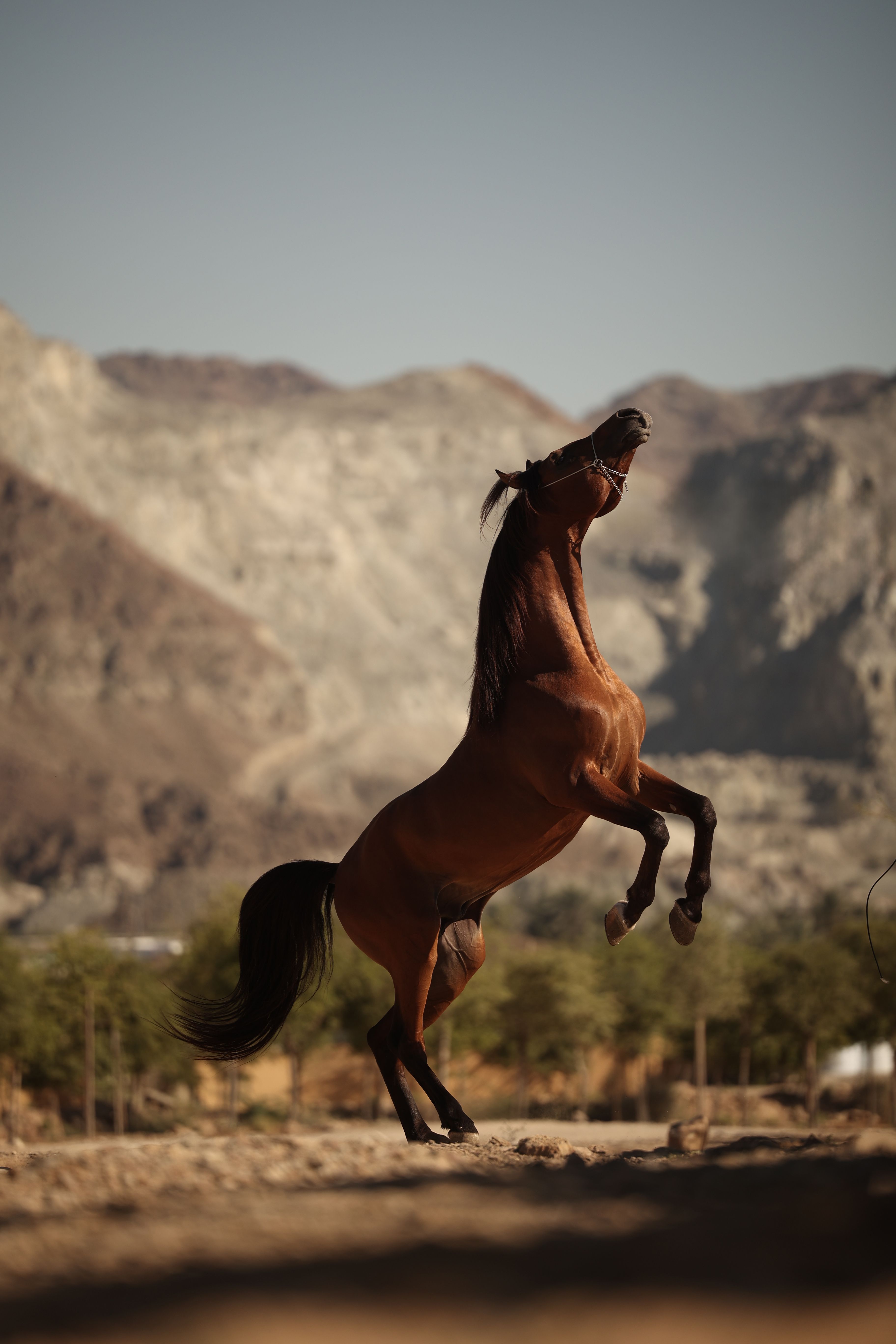 Steed Photos, Download The BEST Free Steed Stock Photos & HD Images