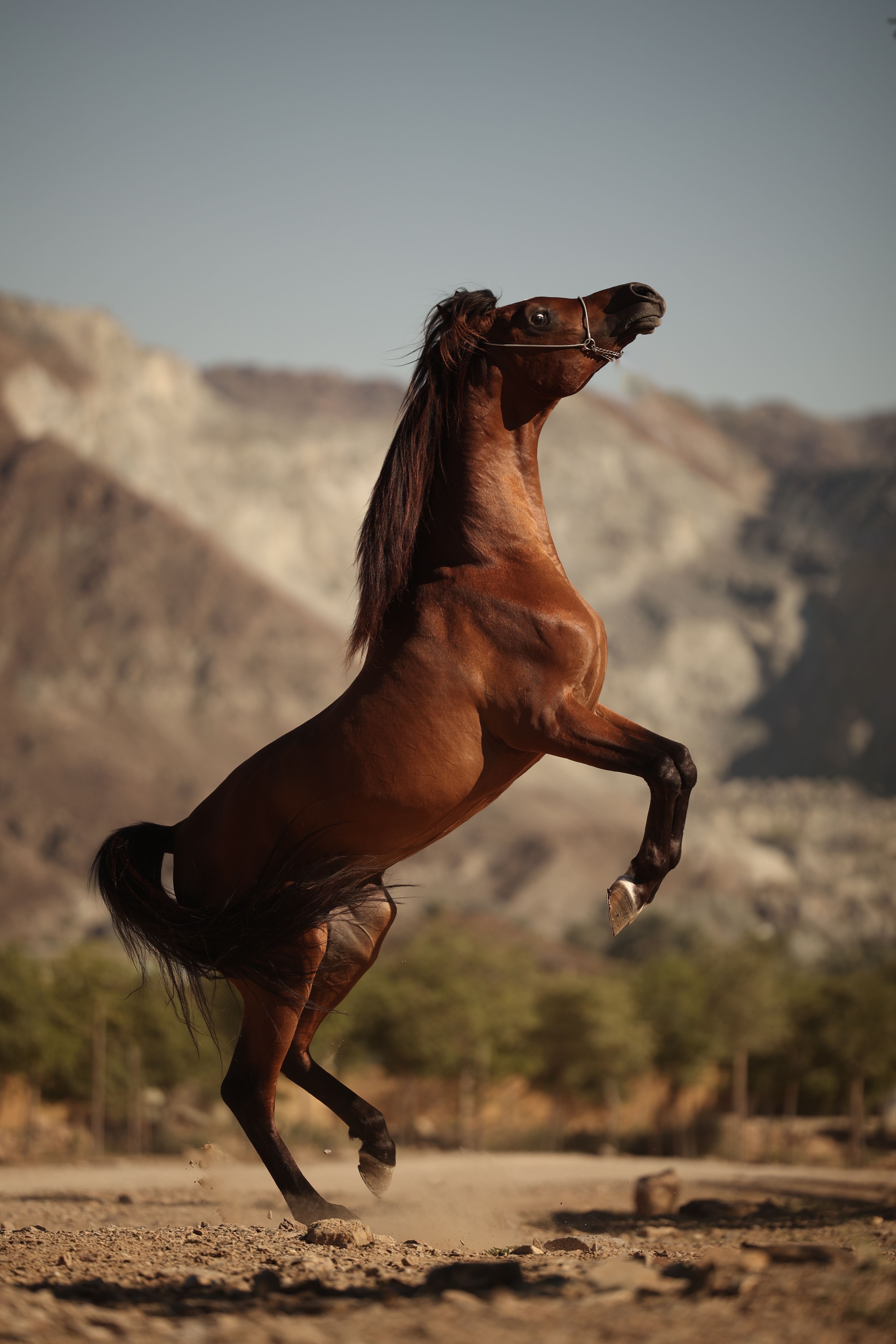 A powerful horse rears up majestically with rocky mountains in the background under a clear sky.