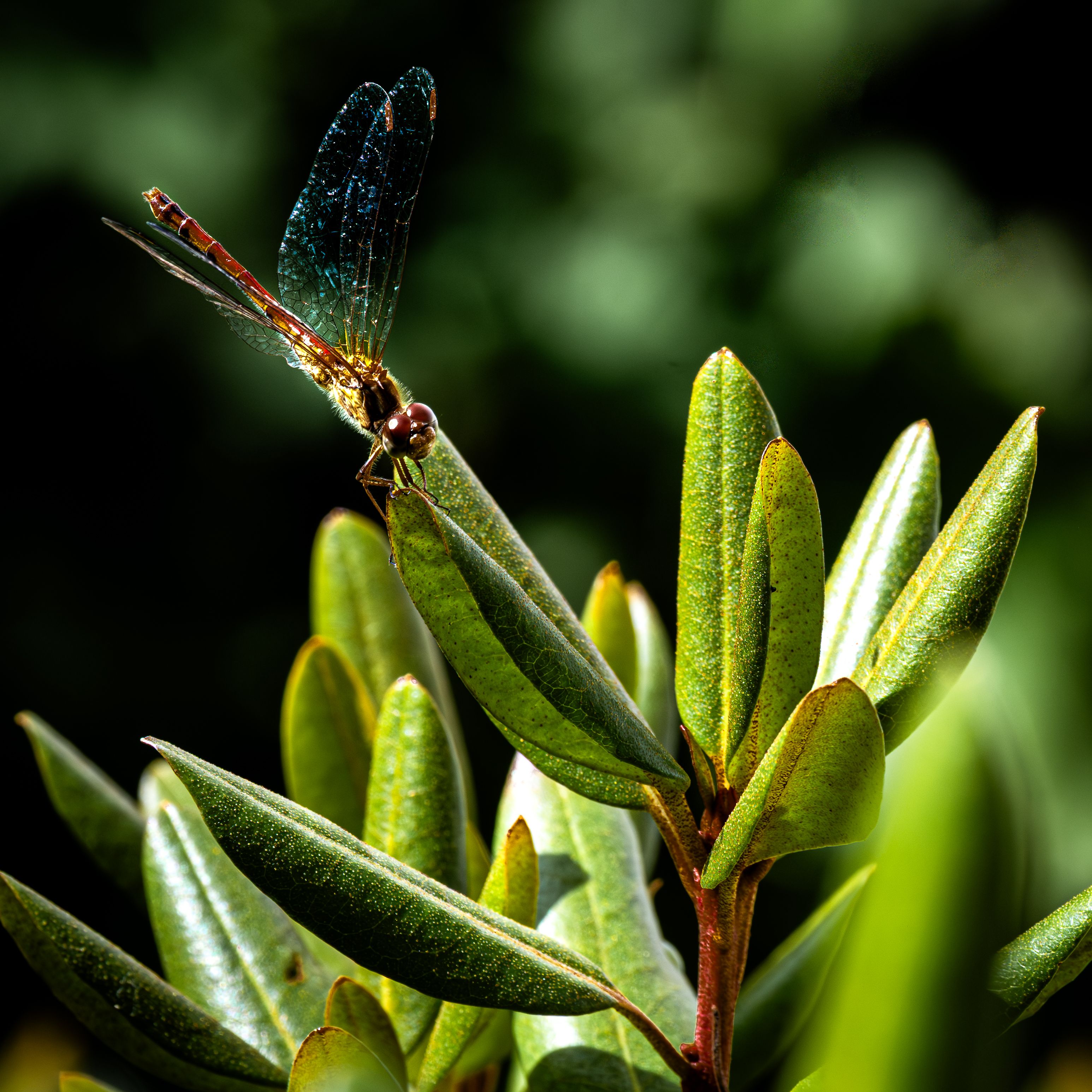 Red Dragonfly on Green Plant in Natural Setting · Free Stock Photo