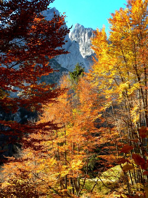 Free Vibrant autumn foliage with mountain peaks in Tirol, Austria. Perfect fall landscape scenery. Stock Photo