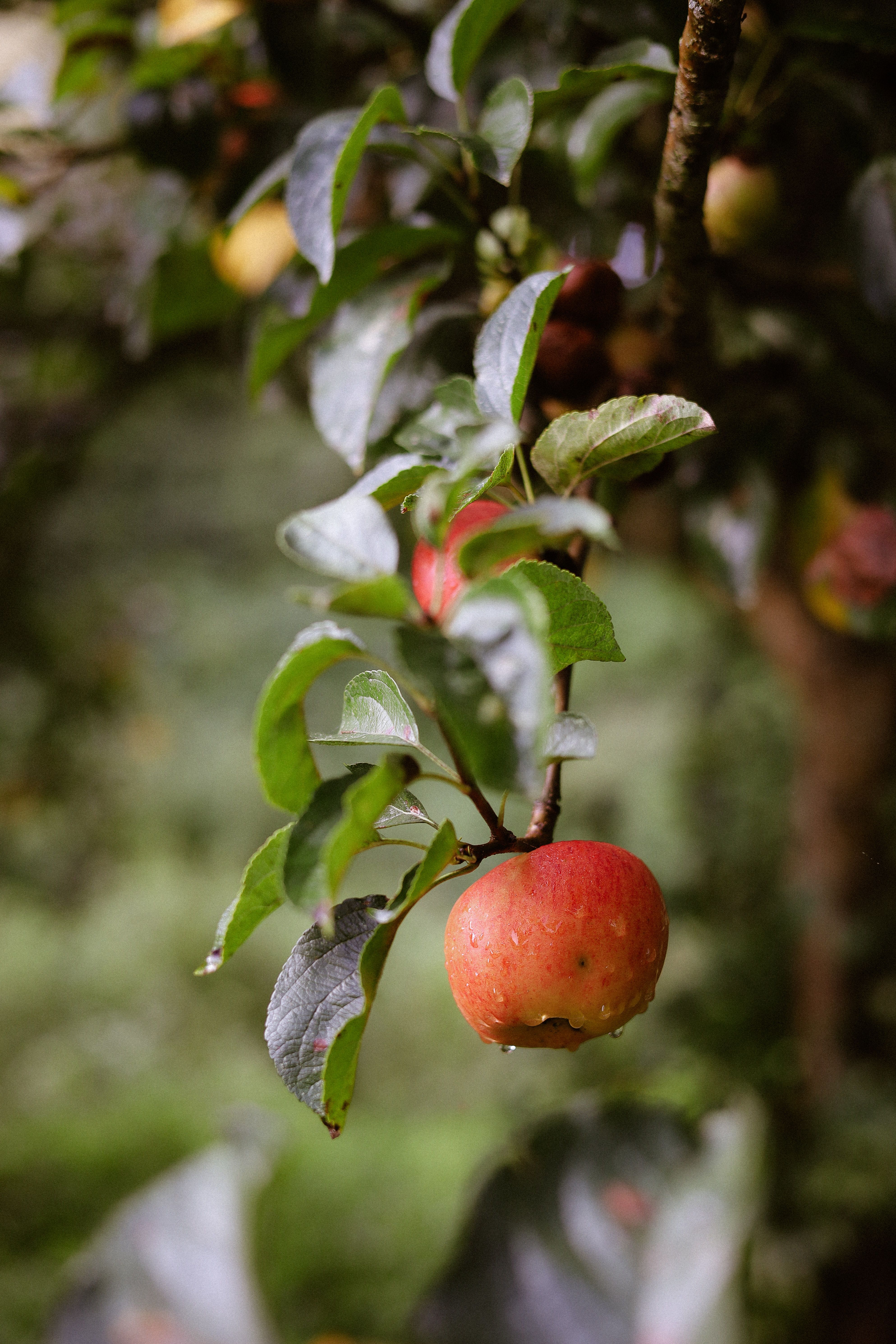 Gros Plan D'une Pomme Rouge Mûre Sur Une Branche · Photo gratuite