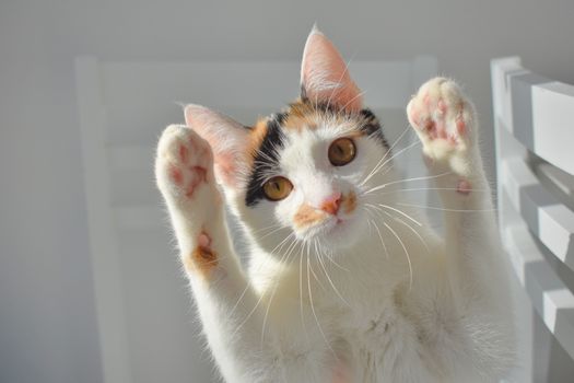 An adorable calico cat playfully raises its paws while basking in the sunlight indoors.