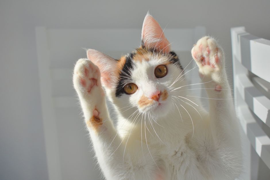 An adorable calico cat playfully raises its paws while basking in the sunlight indoors.