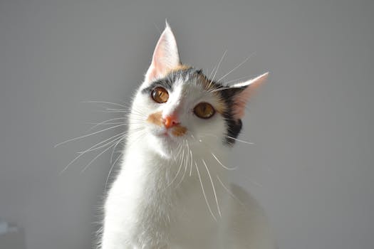 Close-up portrait of a calico cat with orange eyes and sunlight, set against a plain background.