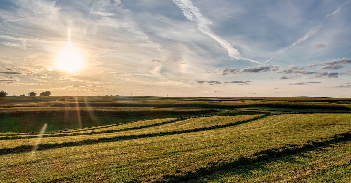 Kolache Cehia Midwest