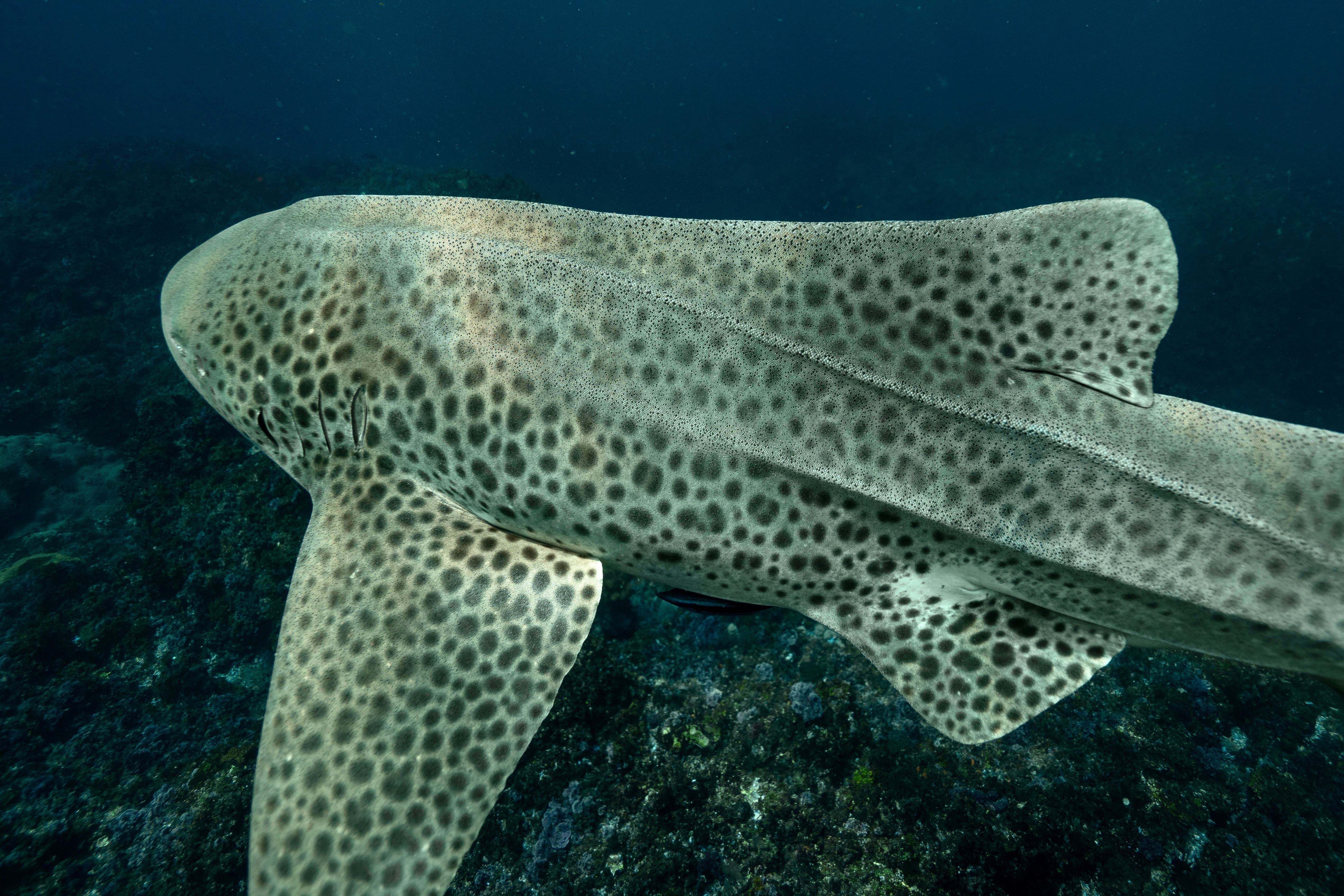 Guest Shark Investment Patterns: Celebrity Investor Strategies Revealed
