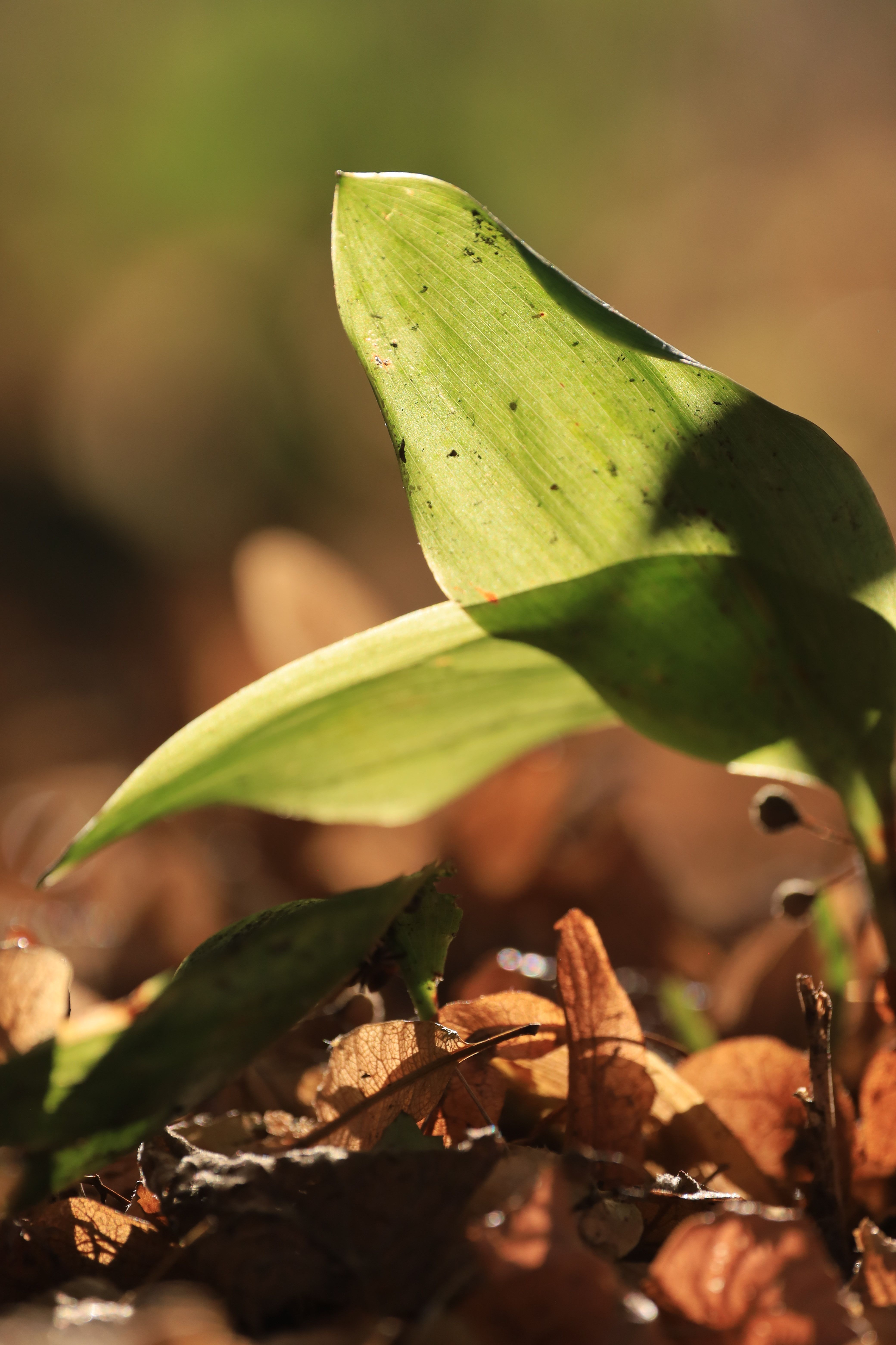 Detailed shot of vibrant green leaf amidst autumn foliage, ideal for nature themes.
