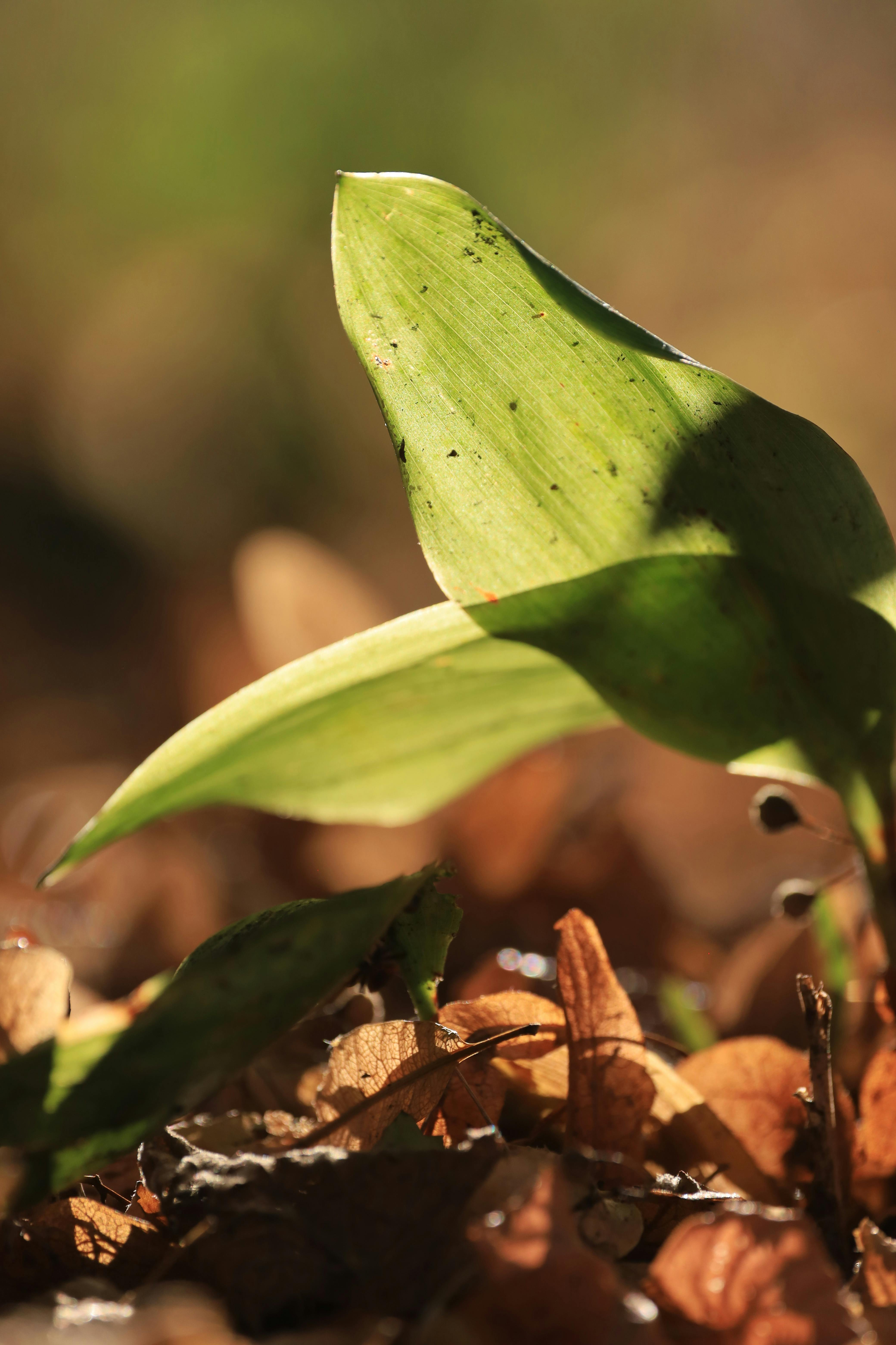 September Fall Wallpaper Photos, Download The