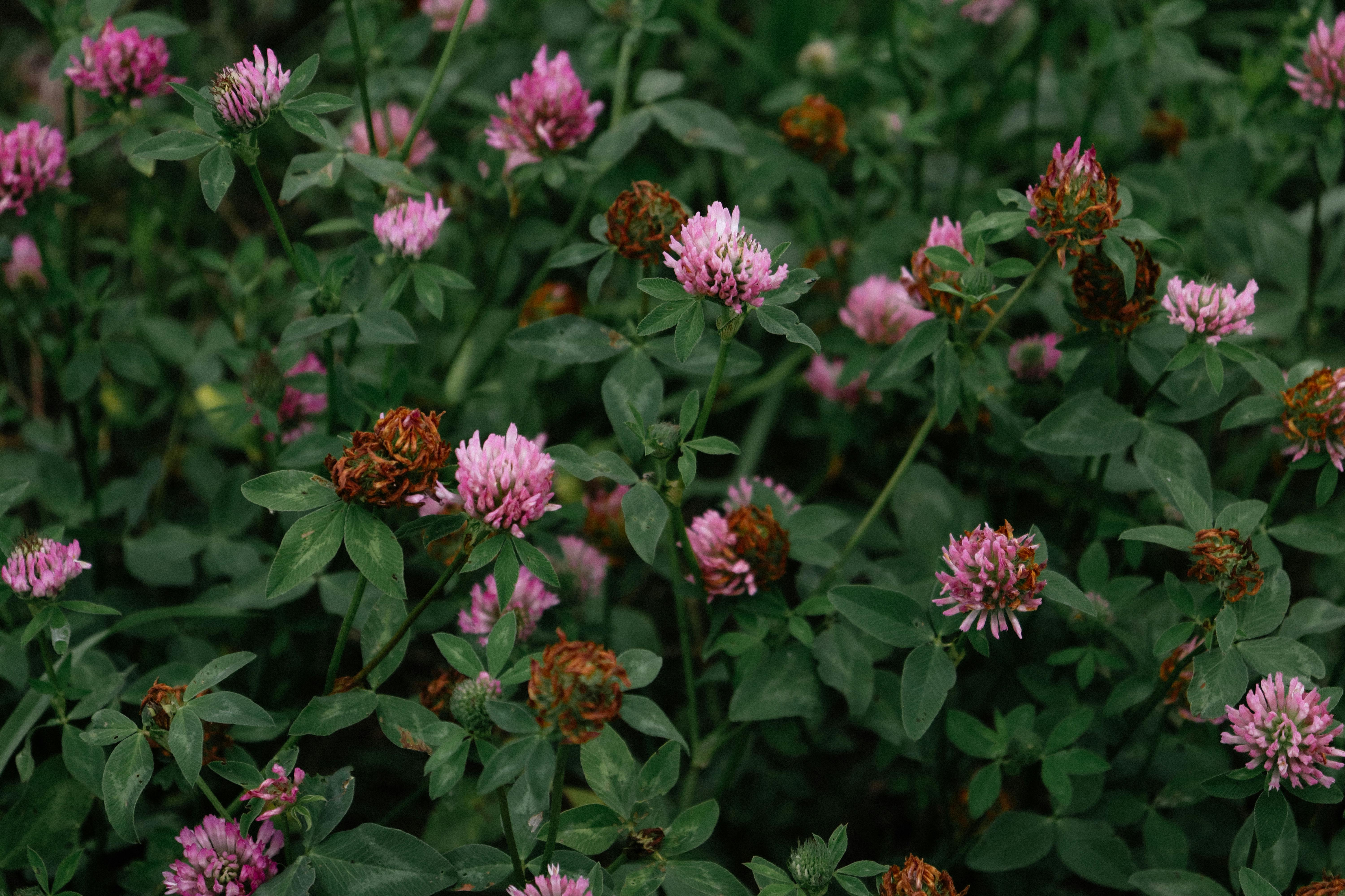 Top Strategies to Boost Your Mindset in 2024