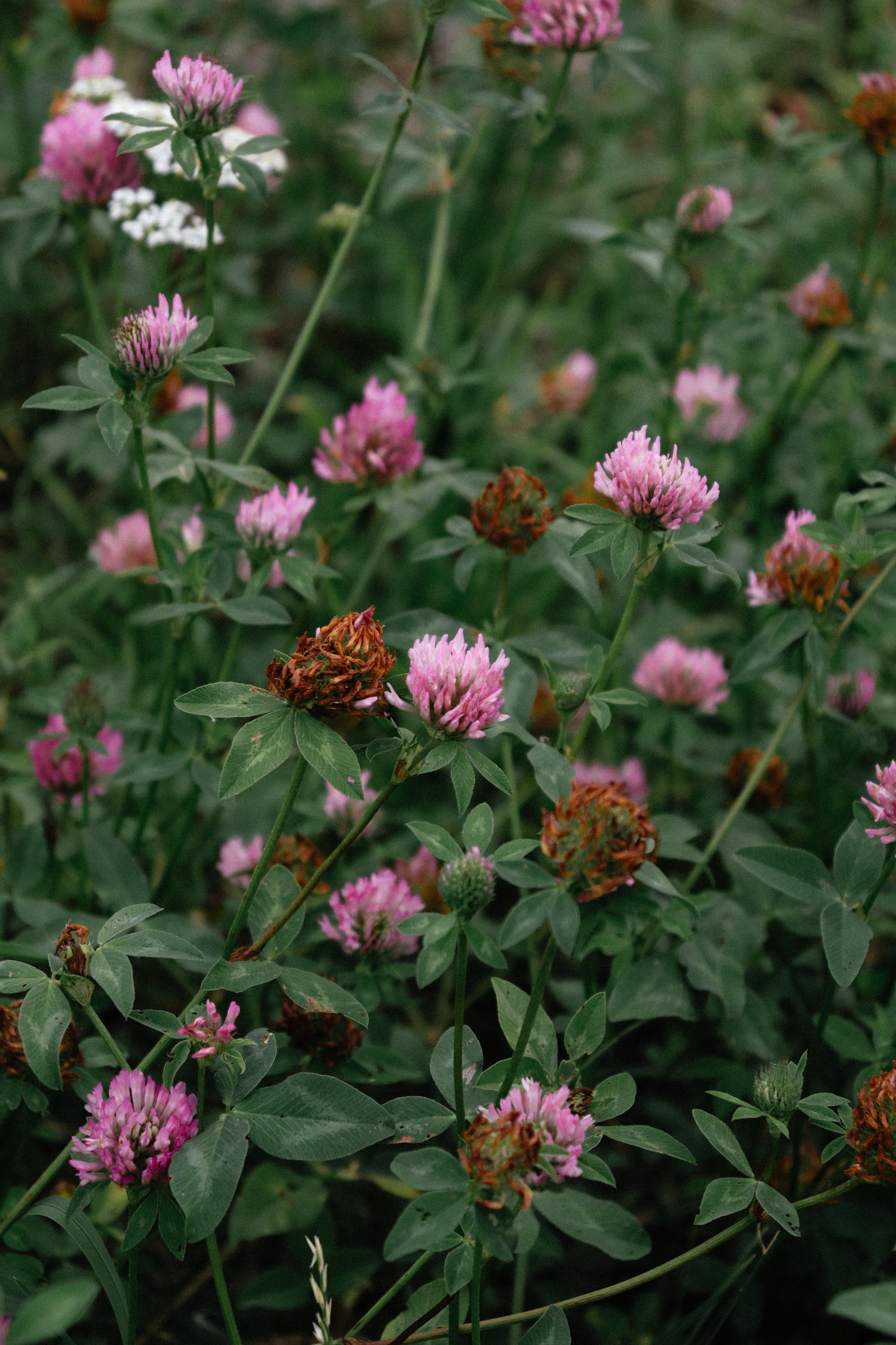 Close-up of Red Clover Flowers in Bloom · Free Stock Photo