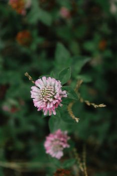 Detailed macro shot of a pink clover flower surrounded by blurred foliage.
