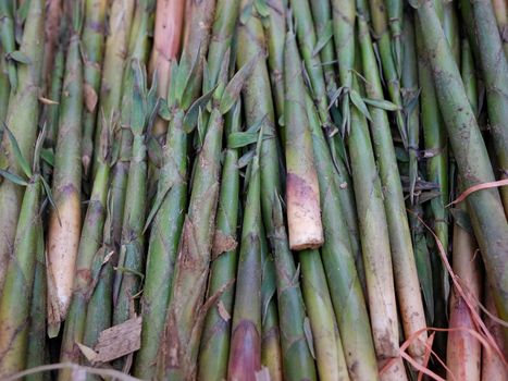 Fresh Bamboo Shoots (Mang Tuoi)