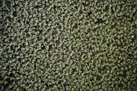 Natural Green Aquatic Plants Surface Texture