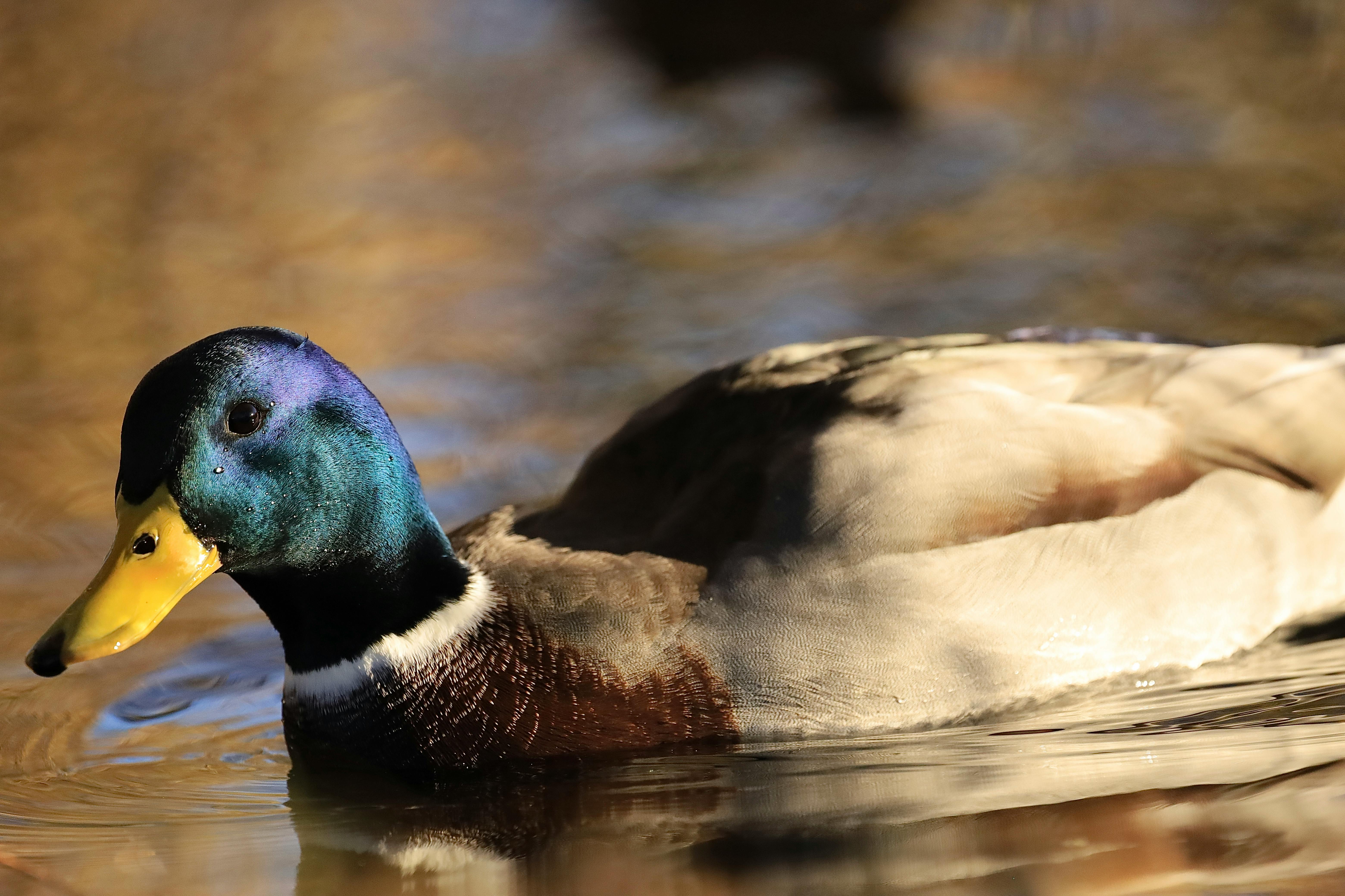 300.000+ Naked Gay Men Bilder und Fotos · Kostenlos Downloaden · Pexels Stock-Fotos