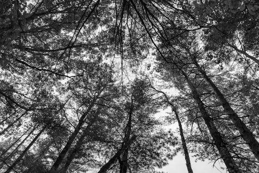 A stunning black and white view of tree canopies from beneath, creating a dramatic forest scene.