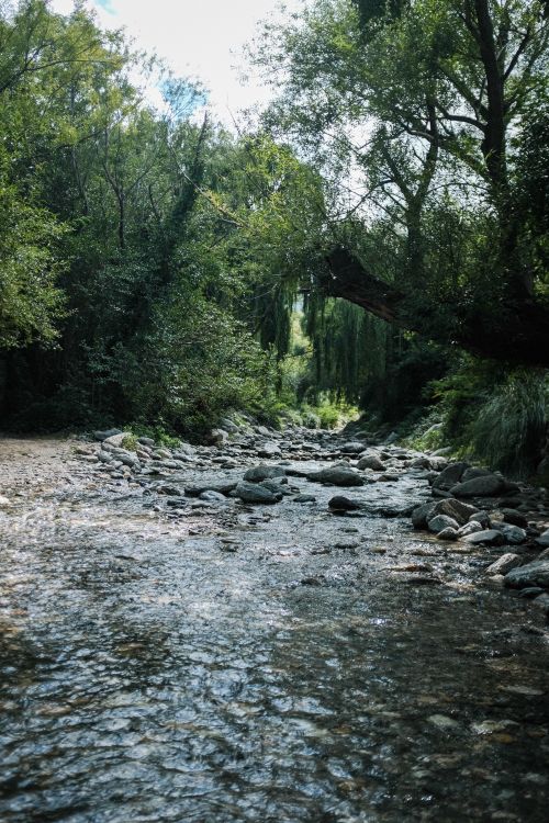 Free Serene forest stream flowing through lush greenery in San Luis, Argentina. Stock Photo