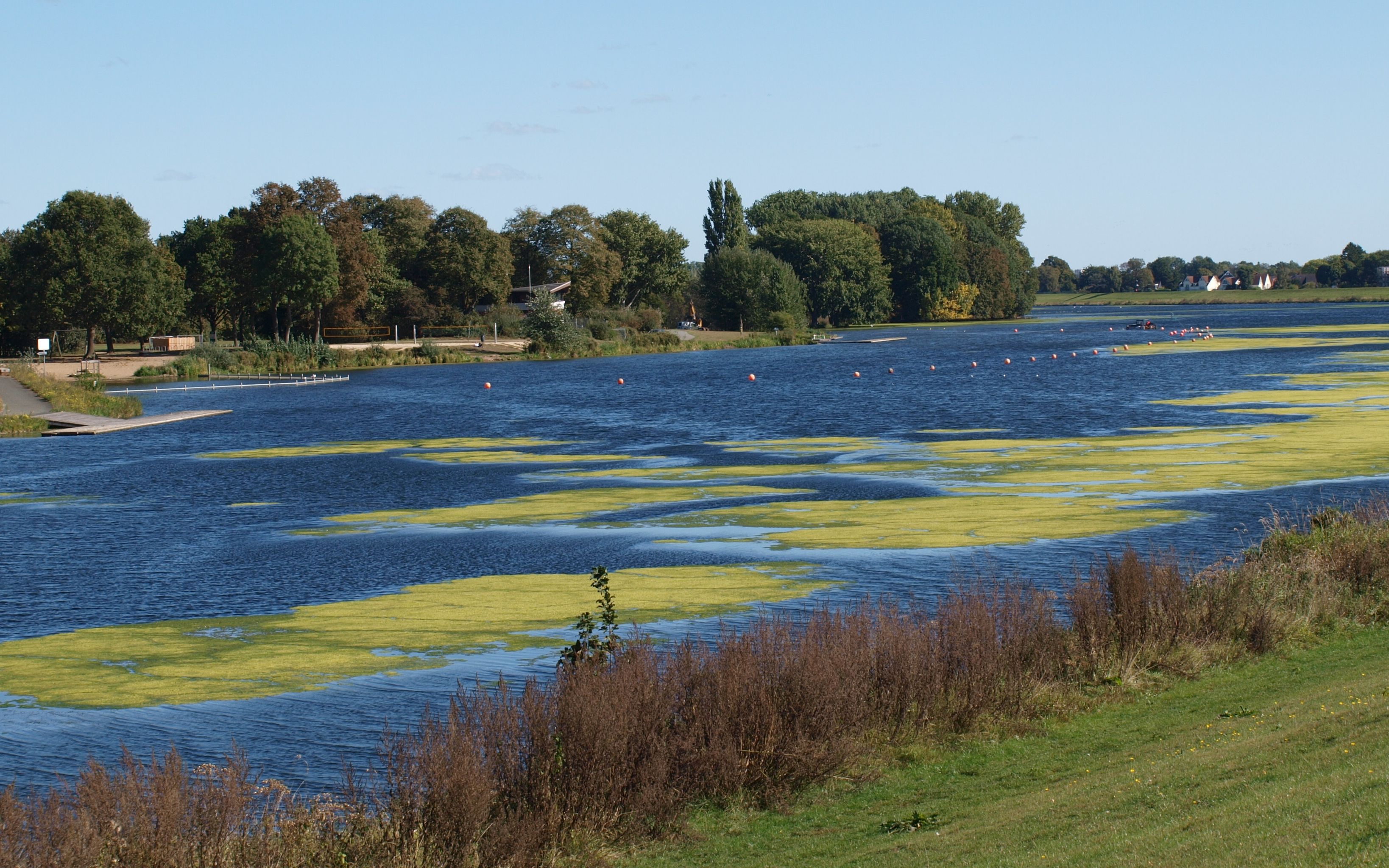 Peaceful river with visible green algae, surrounded by lush trees and shoreline.