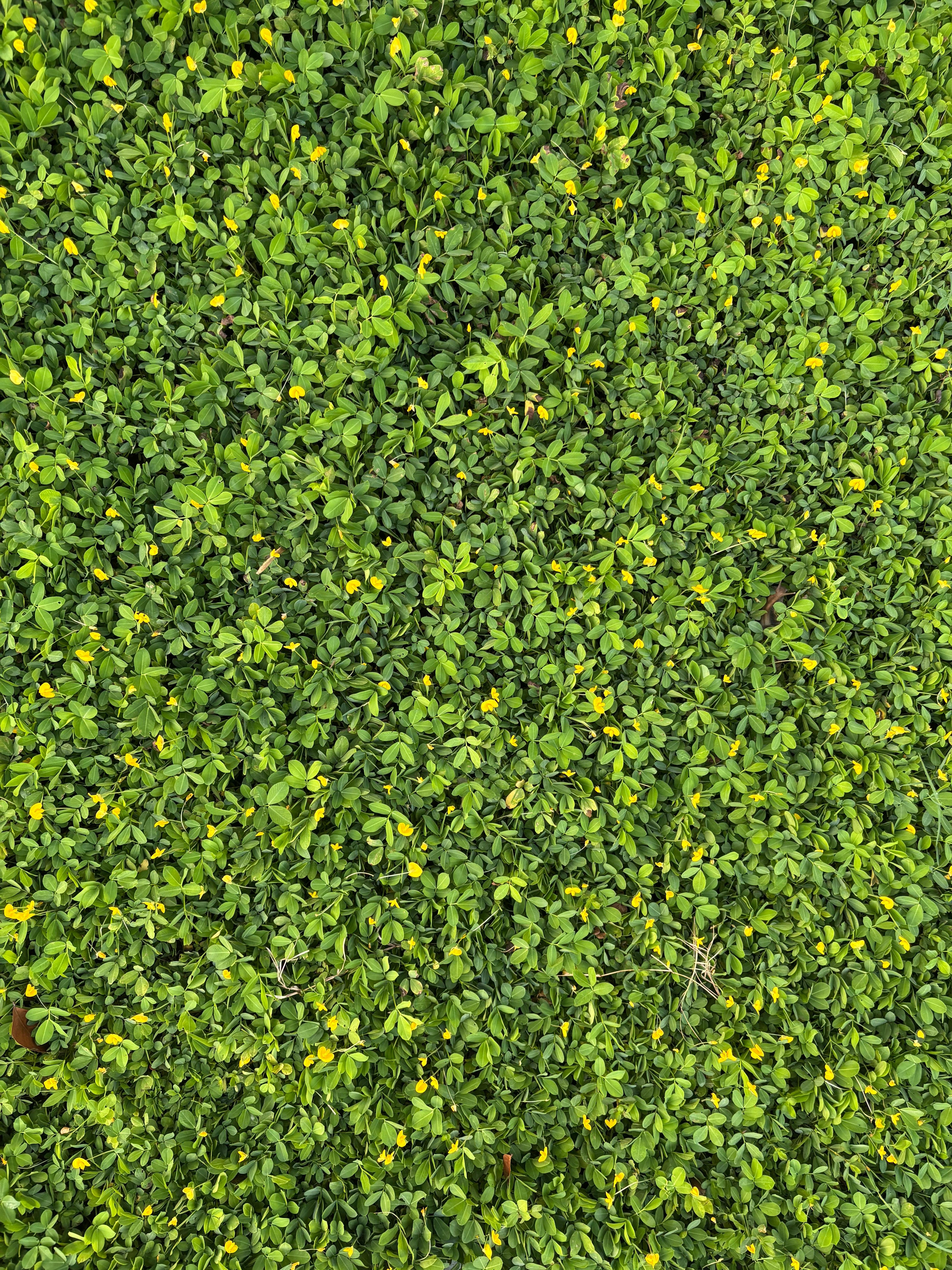 Gratis Livlig grøn bunddækkeplante med små gule blomster, perfekt til naturbaggrunde. Lagerfoto