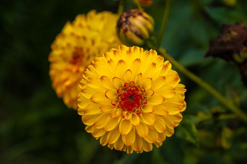 Free Stunning close-up of a vibrant yellow dahlia flower blooming in a lush summer garden. Stock Photo