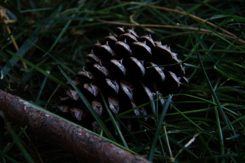 Free pinecone  Stock Photo