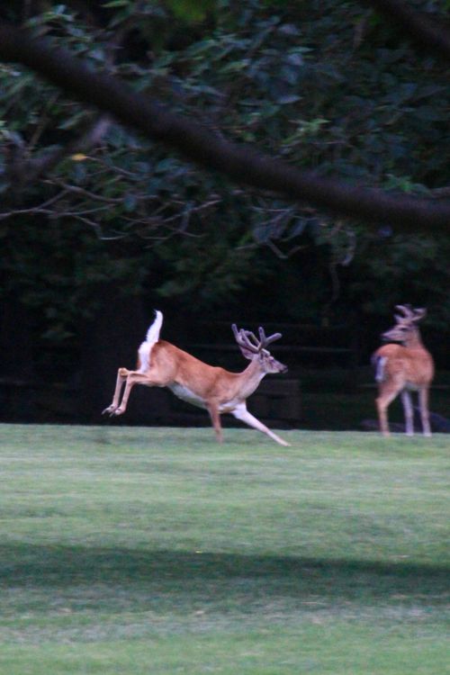 Free deer Stock Photo