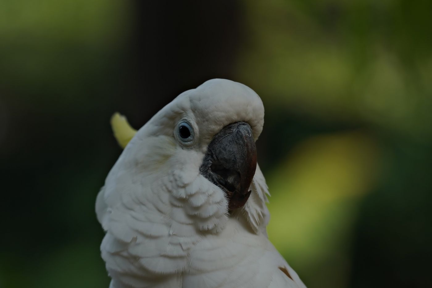 Cacatua branca em ambiente natural