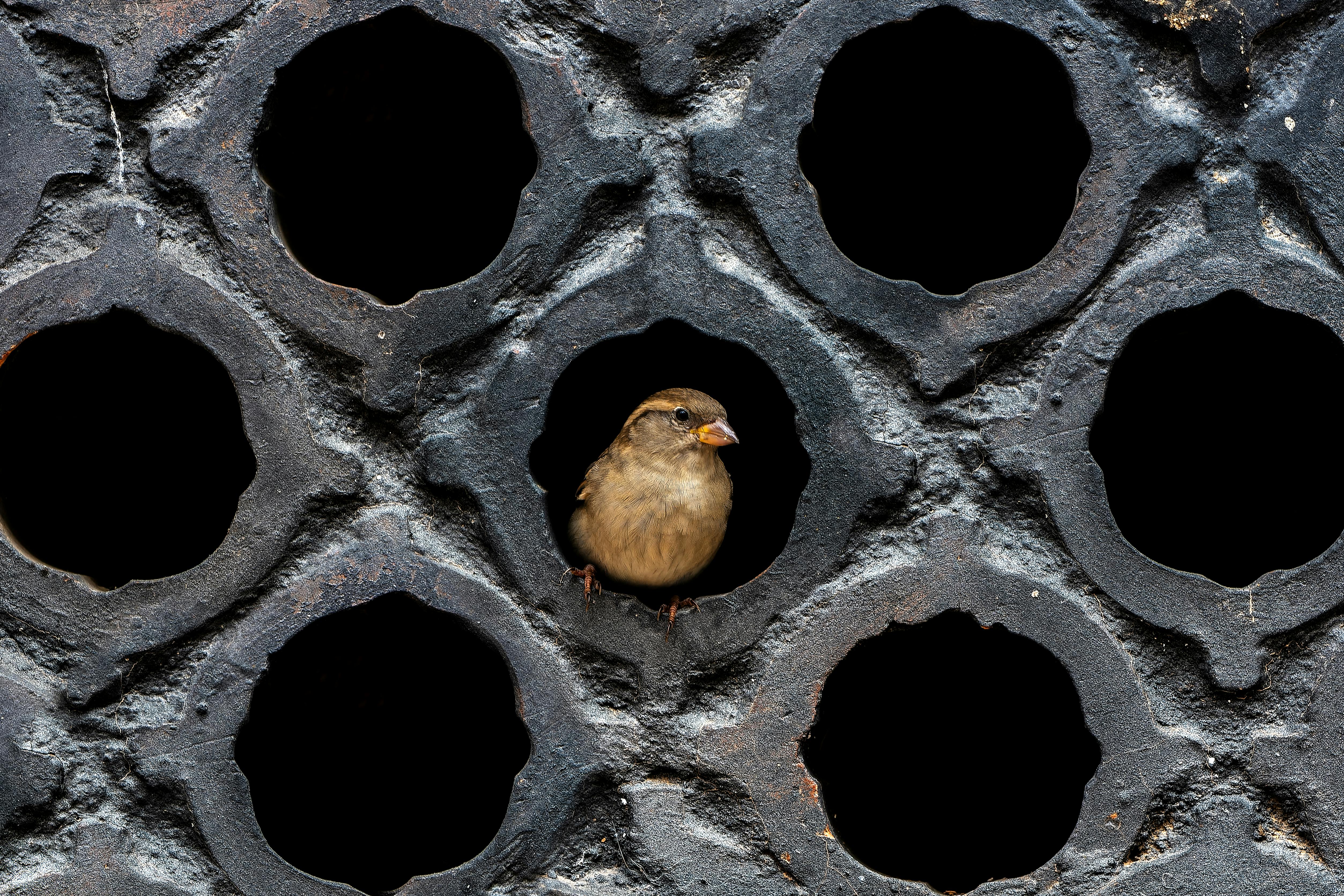 遠雄敦富攜手留白計畫 打造機捷生活圈城市花境新地標