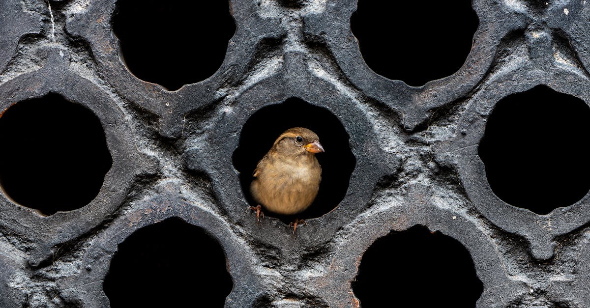 遠雄敦富攜手留白計畫 打造機捷生活圈城市花境新地標